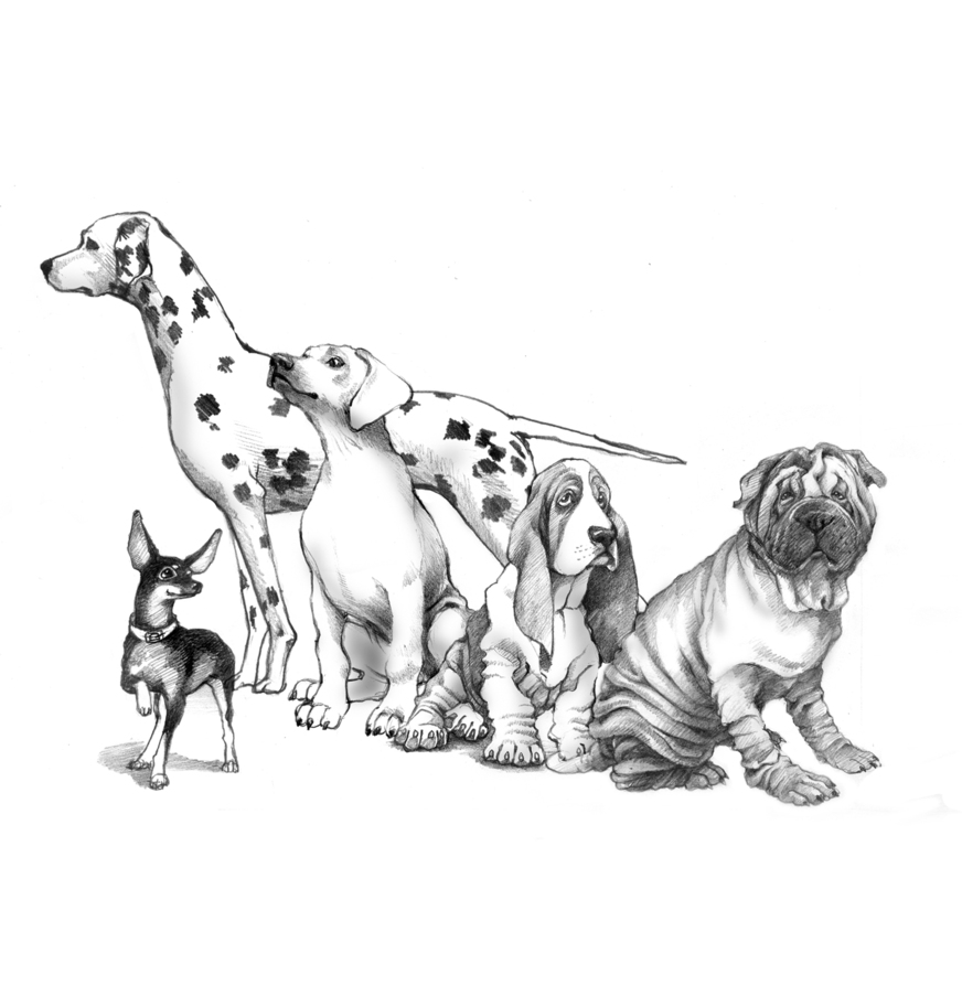 Рисунок собаки графика. Собака иллюстрация. Иллюстрации собак разных пород. Зарисовки собак. Собака рисунок карандашом.